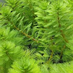 オレンジミリオフィラムひと鉢🌱④水上葉水草浮き草の画像