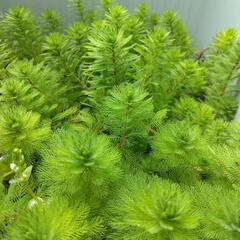 オレンジミリオフィラムひと鉢🌱④水上葉水草浮き草の画像