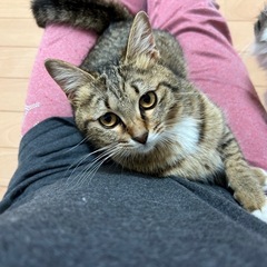 仮名：のの  キジシロの女の子 − 鹿児島県