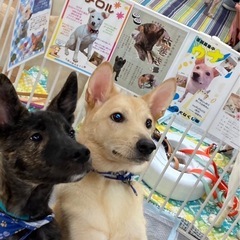 🌟🐶🎉明石市　保護犬の譲渡会in網代商店🎉🐶🌟