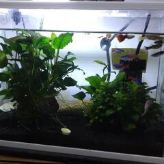 熱帯魚（グッピー）等水槽一式の画像