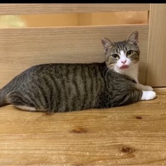 仮名：陸  キジシロの男の子 - 鹿児島市