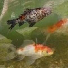 金魚　　の赤ちゃん１０匹＋a