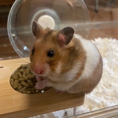 #ハムスター飼ってる人または好きな人と繋がりたい