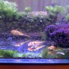 ブッシープレコ
の画像