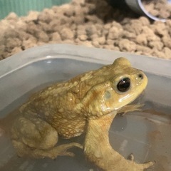 ミヤコヒキガエル