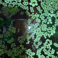 サンショウモの画像