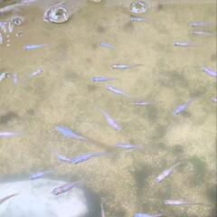 白メダカ