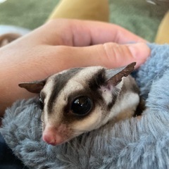 フクロモモンガ＊ノーマル＊5歳 − 香川県