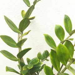 観葉植物ザミオクルカス