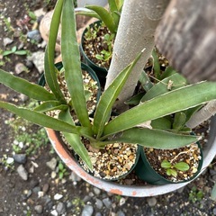 【20%オフ　6/21】【20%オフ　5/28】【20%オフ　5/15】【20%オフ　4/19】Sansevieria pinguiculaサンセベリア　観葉植物　　　の画像