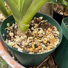【20%オフ　6/21】【20%オフ　5/28】【20%オフ　5/15】【20%オフ　4/19】Sansevieria pinguiculaサンセベリア　観葉植物　　　の画像