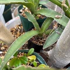 【20%オフ4/19】Sansevieria pinguicul...