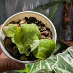 植物 エレファントティス 子株2苗