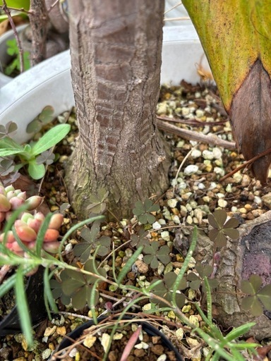 斑入り　ユッカ　エレファンティペス　Yucca 観葉植物　塊根植物　多肉植物　ビザールプランツ　レアプランツ　ガーデニング　植物　グリーン　趣味　盆栽　葉　花　庭　草　インテリア　おしゃれ　飾り　園芸　 ユッカ エレファンティペス 観葉植物 Yucca 塊根植物 ビザールプランツ