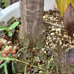 ユッカ　エレファンティペス　観葉植物　Yucca 塊根植物　ビザールプランツ　多肉植物　観葉植物　塊根植物　多肉植物　ビザールプランツ　レアプランツ　ガーデニング　植物　グリーン　趣味　盆栽　葉　花　庭　草　インテリア　おしゃれ　飾り　園芸　の画像