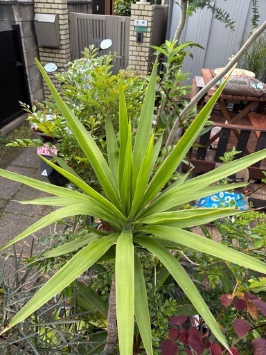 ユッカ　エレファンティペス　観葉植物　Yucca 塊根植物　ビザールプランツ　多肉植物　観葉植物　塊根植物　多肉植物　ビザールプランツ　レアプランツ　ガーデニング　植物　グリーン　趣味　盆栽　葉　花　庭　草　インテリア　おしゃれ　飾り　園芸