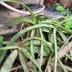 ランキングキーワードに紐づく投稿画像-多肉植物