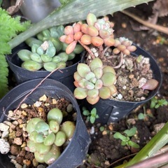 多肉植物　2枚目の商品　1枚目は親株　幹立タイプ　ガーデニング　観葉植物の画像