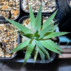 アロエポリフィラ　観葉植物　観葉植物　塊根植物　多肉植物　ビザールプランツ　レアプランツ　ガーデニング　植物　グリーン　趣味　盆栽　葉　花　庭　草　インテリア　おしゃれ　飾り　園芸　　多肉植物　ガーデニング　園芸の画像