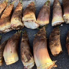 【決まりました】筍（タケノコ）の画像