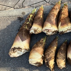 【決まりました】筍（タケノコ）の画像