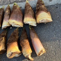 【決まりました】筍（タケノコ）の画像