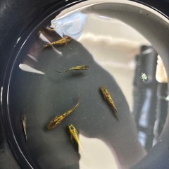 ネプチューンゴールド