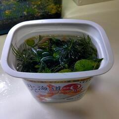 アクアリウム　水草セット　メダカ　ビオトープ①