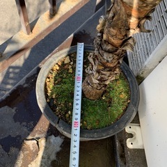 ドラセナ系　高さ約1mの画像