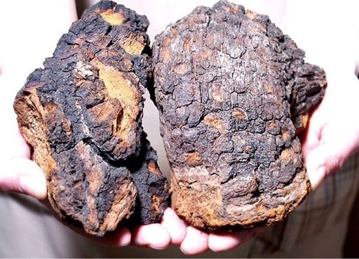 北海道産カバノアナタケ