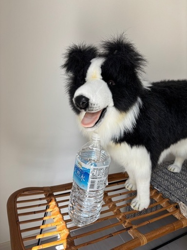 【美品】ボーダーコリー（立ち）-border collie standing-犬 dog コリー ぬいぐるみ  ディスプレイ