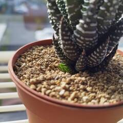 多肉植物 ハオルチオプシス ジュウニノツメ　十二の爪2の画像