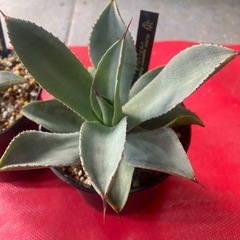 アガベ　多肉植物　サボテンの画像