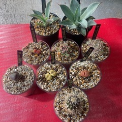 アガベ　多肉植物　サボテン