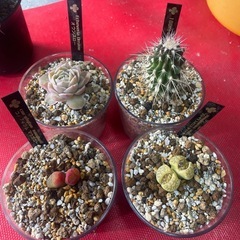 アガベ　多肉植物　サボテンの画像