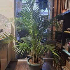 アレカヤシ（苗木）【現在取引中】。。。