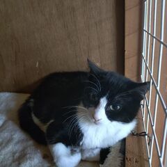 人馴れ訓練中のハチワレちゃん − 埼玉県
