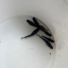 メダカ　🐟　ミッドナイトフリル漆黒