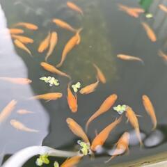 紅帝半ダルマメダカの画像