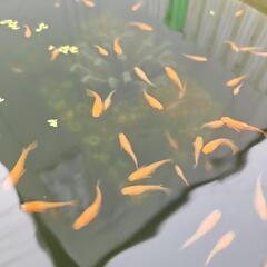 紅帝半ダルマメダカの画像