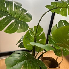 観葉植物 フェイクグリーン インテリアの画像