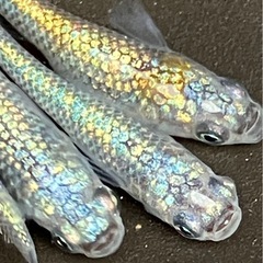 (決まりました)ネプチューン　メダカ　１０匹＋α