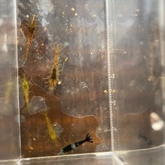 No.13　ミナミヌマエビの画像