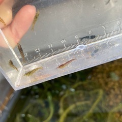 No.13　ミナミヌマエビの画像