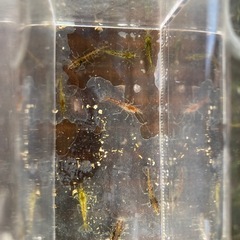 No.13　ミナミヌマエビの画像