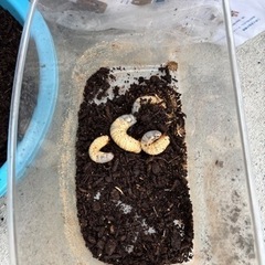 カブトムシの幼虫の画像
