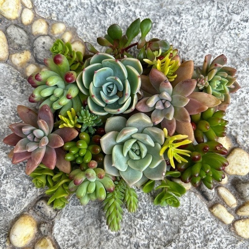 一旦締切ります七福神入り多肉植物カット苗 (もち。) 近江八幡の 一旦締切ります七福神入り多肉植物カット苗 (もち。) 近江八幡の