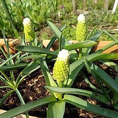 グリーンムスカリ(レディーマドンナ)