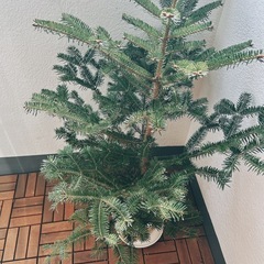 もみの木　観葉植物の画像
